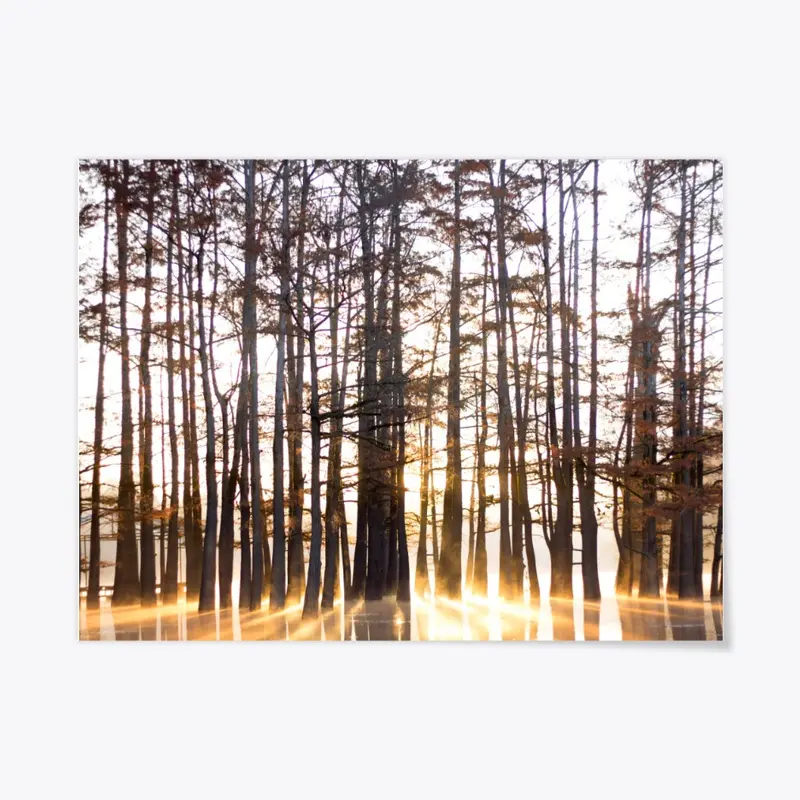 Cypress Sunrise 18" x 24"
